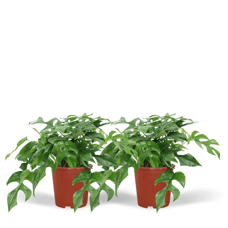 2x Monstera Minima - Gatenplant - 25cm - ø15