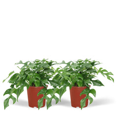 2x Monstera Minima - Gatenplant - 25cm - ø15
