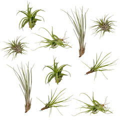 Everspring - Tillandsia Air mix - 10 stuks - 6 cm hoog - ø6