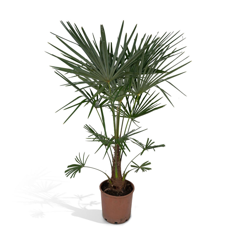 Trachycarpus fortunei - 120cm - Ø24