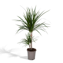 Dracaena Marginata - Drakenboom - 70cm - Ø17