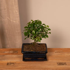 Bonsai Bol Vorm - Ø15cm - ↕30cm