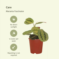 2x Maranta Fascinator  - Pijlwortel - 20cm - ø12