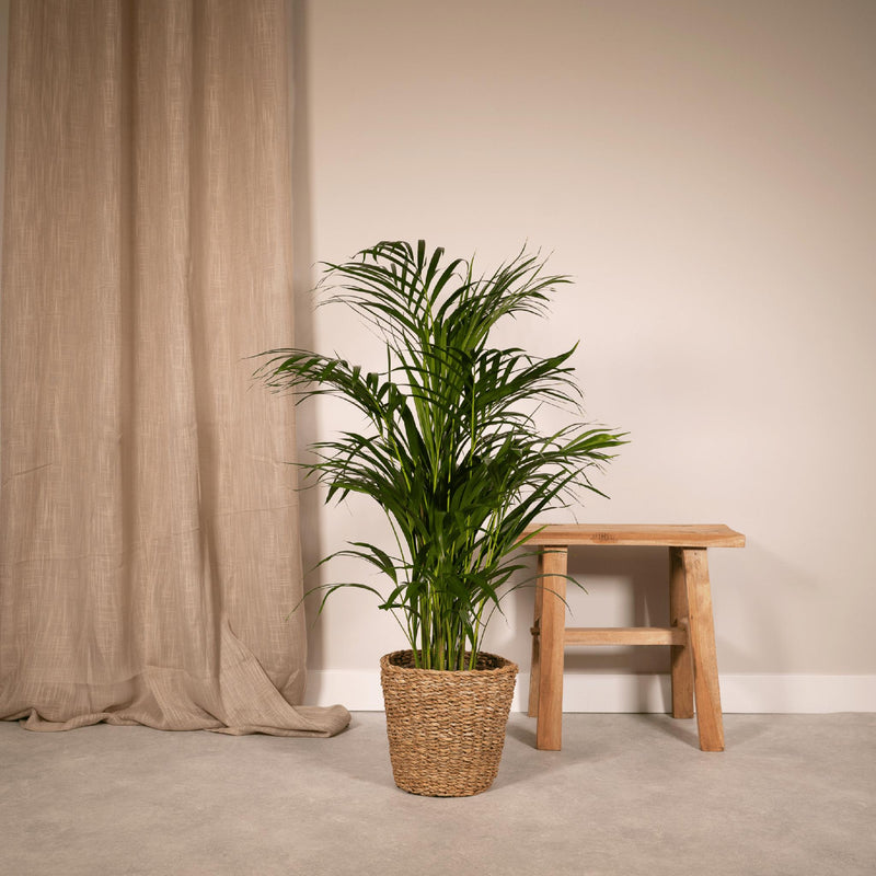 Areca palm - ↨85cm - Ø19cm