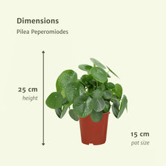2x Pilea Peperomiodes - Pannekoekenplant - 25cm - ø15