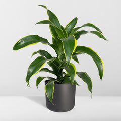 Dracaena Fragrans Groen Geel - Drakenboom - Ø17cm - ↕40cm