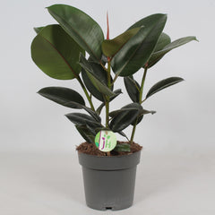 Ficus Robusta - Ø19cm - ↕50cm