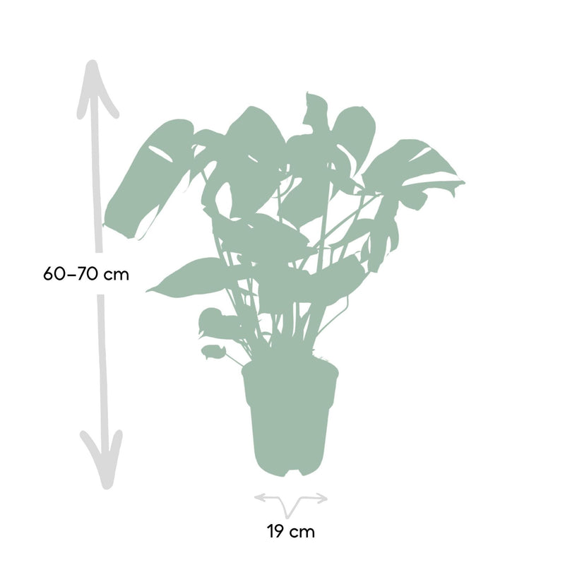Monstera Deliciosa - Gatenplant - 60cm - Ø19