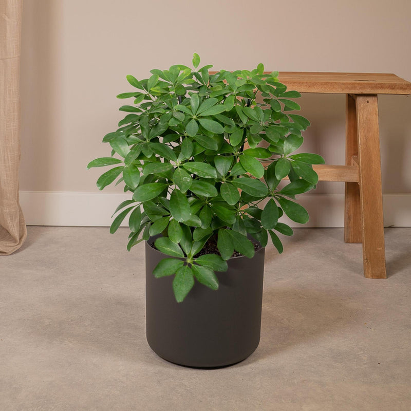 Schefflera Nora - Vingerplant - Ø21cm - ↕50cm