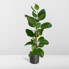 Ficus Altissima - Rubberplant - Ø21cm - ↕85cm